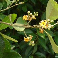 Avicennia officinalis L.